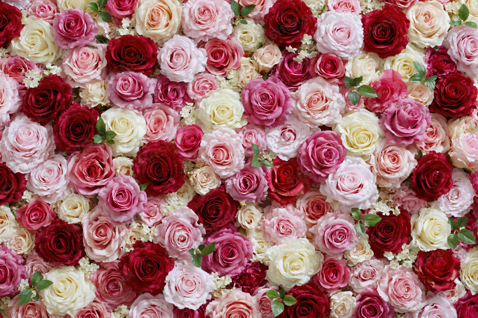 Dense wall of mixed pink red and white roses forming a floral backdrop