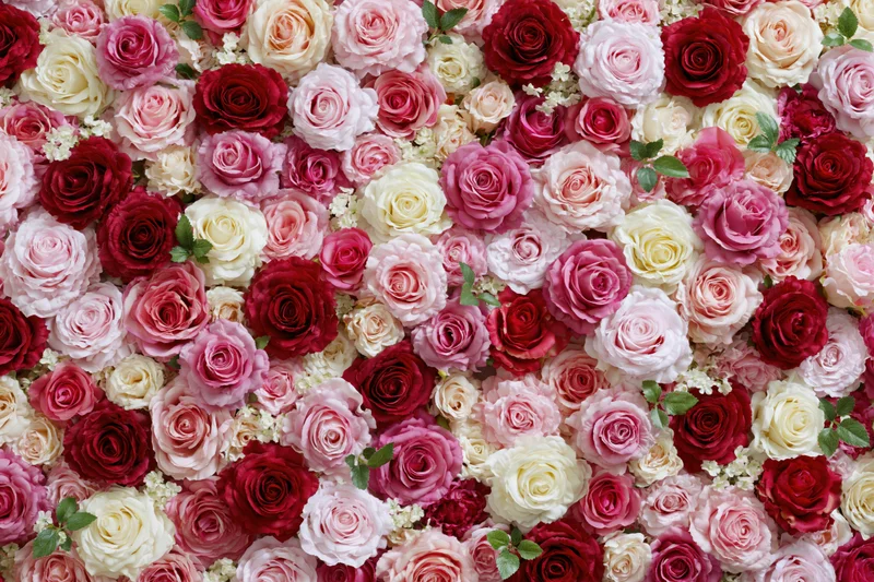 Dense wall of mixed pink red and white roses forming a floral backdrop