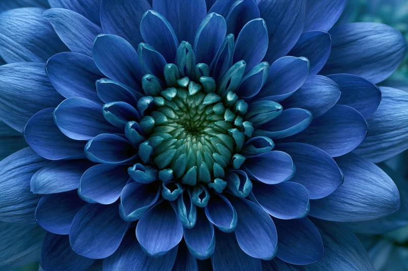 Extreme close-up of a blue chrysanthemum bloom showing detailed petals and center