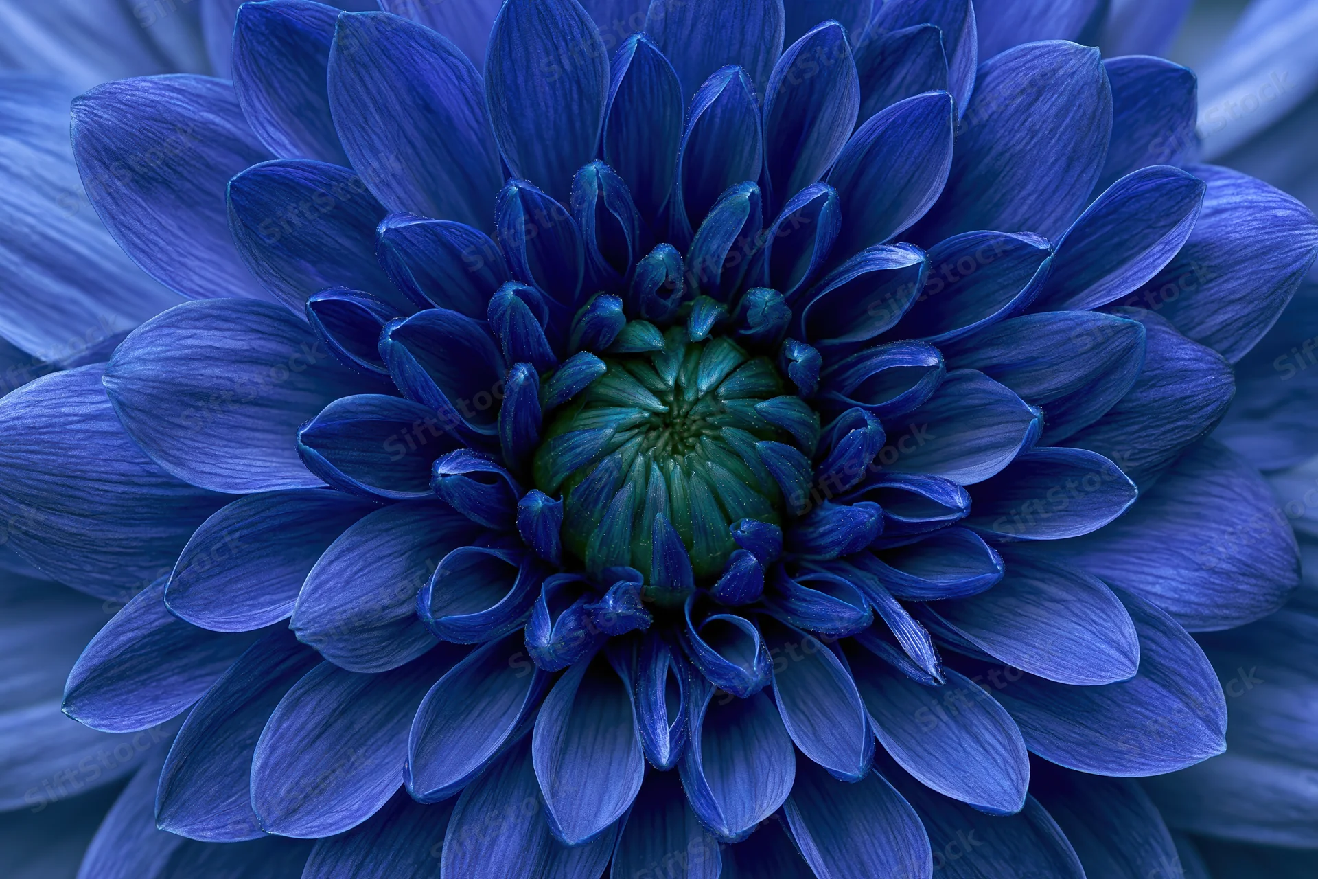 Extreme close-up of a blue chrysanthemum bloom showing detailed petals and green center