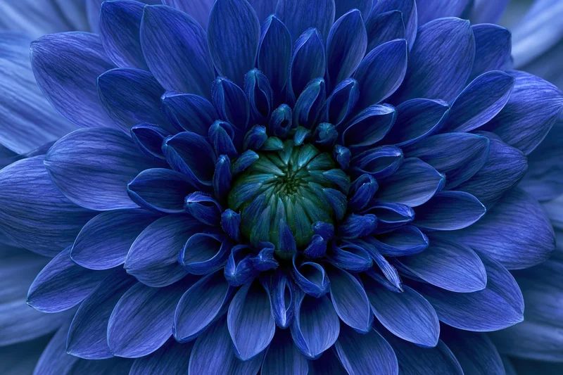 Extreme close-up of a blue chrysanthemum bloom showing detailed petals and green center