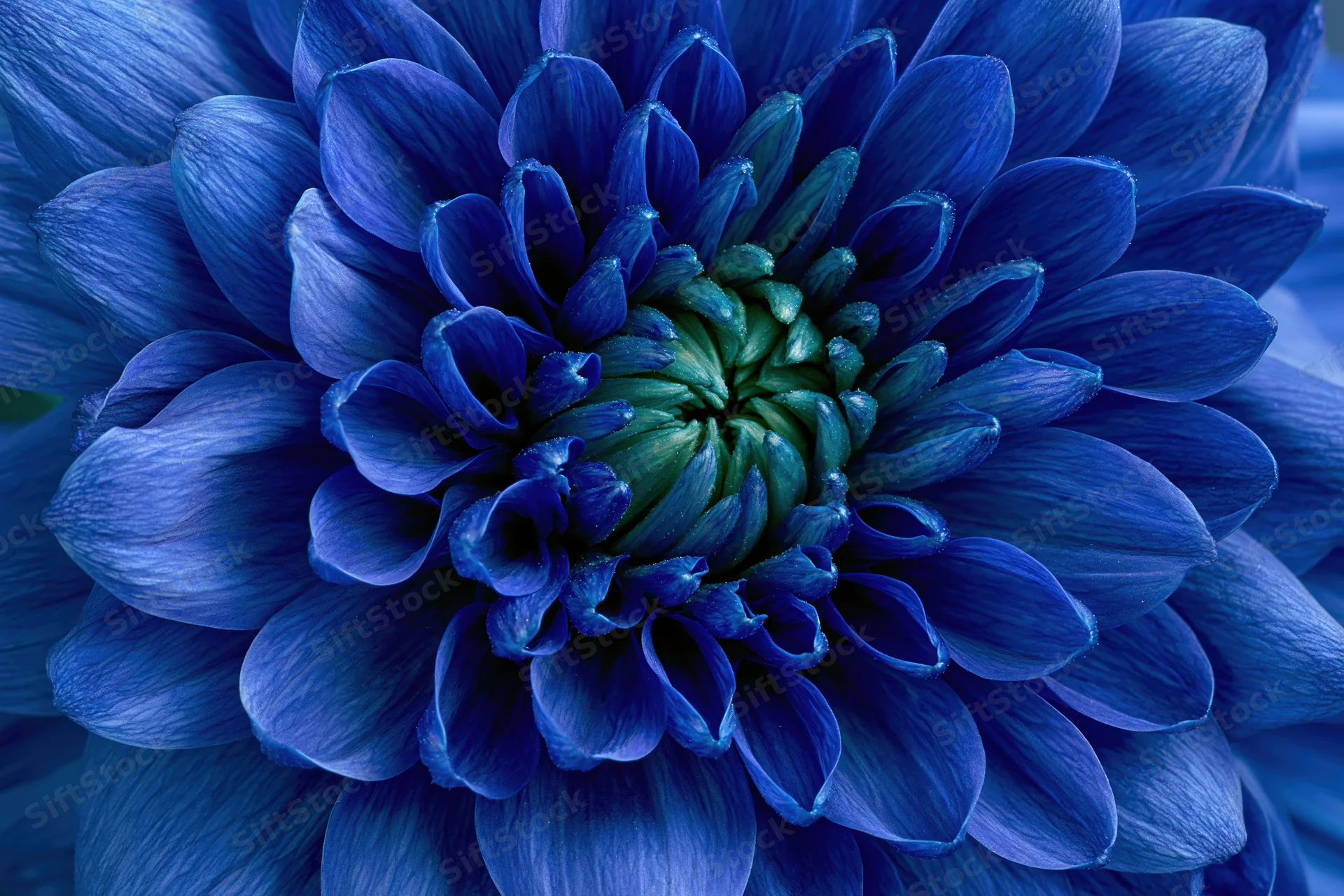 Extreme close-up of a blue chrysanthemum bloom showing layered petals and green center