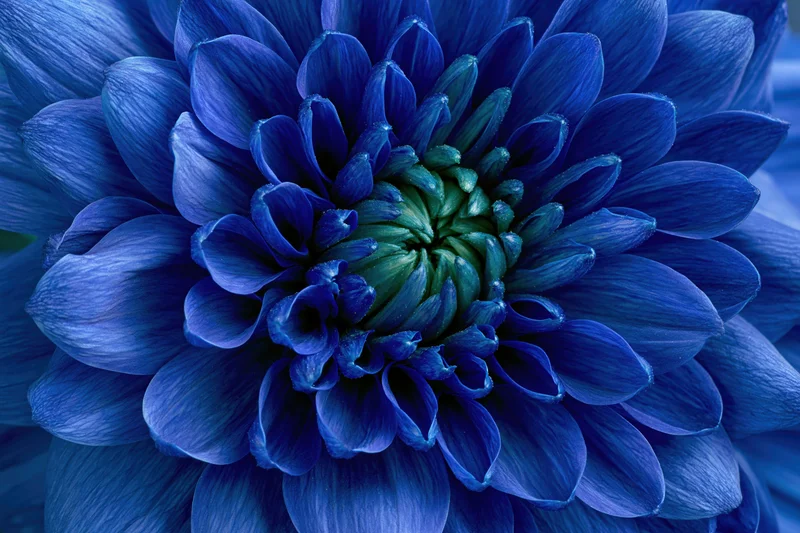 Extreme close-up macro shot of blue chrysanthemum filling frame