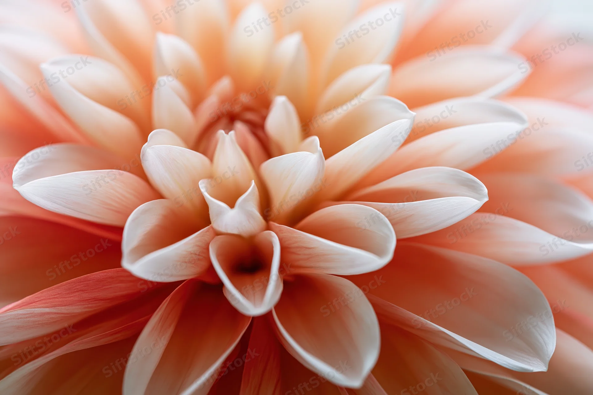 Extreme macro closeup of a dahlia flower's inner petals showing layered soft peach and white textures