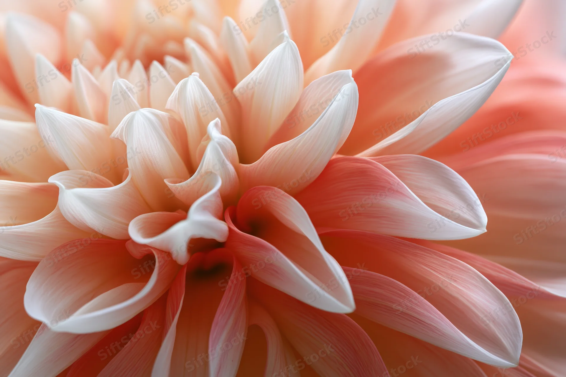Extreme macro closeup of dahlia flower petals showing layered texture and soft color gradient