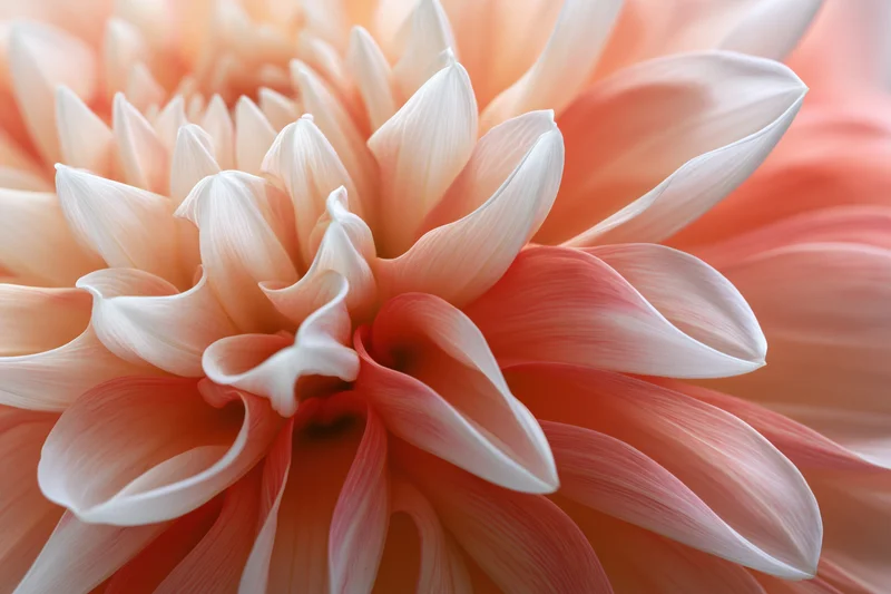 Extreme macro closeup of dahlia flower petals showing layered texture and soft color gradient