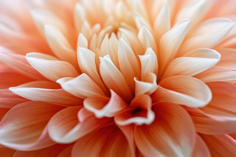 Extreme macro close-up of a dahlia flower's inner petals showing layered soft peach and white textures
