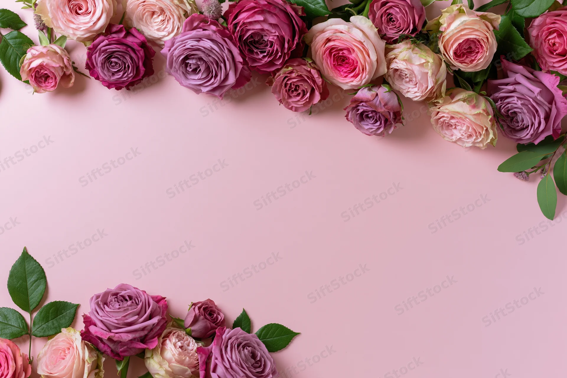 Flat lay of pink mauve and dusty purple roses with green leaves arranged along top and bottom edges on a soft pink background