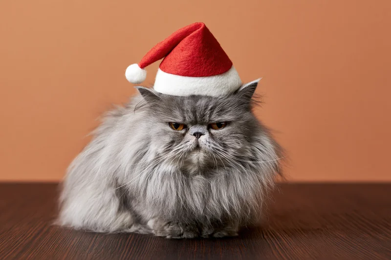 Fluffy grey persian cat wearing red and white santa hat sitting upright on wooden table against orange background