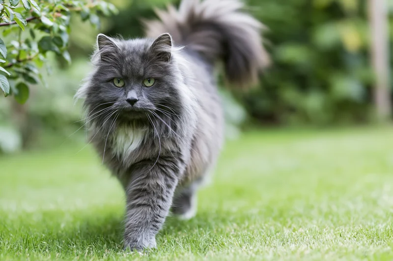 Fluffy grey longhaired cat walking alertly across a mown lawn in a garden
