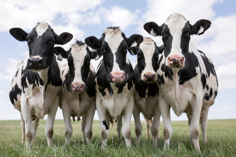 Five holstein dairy cows standing close together in a grassy field under a partly cloudy sky