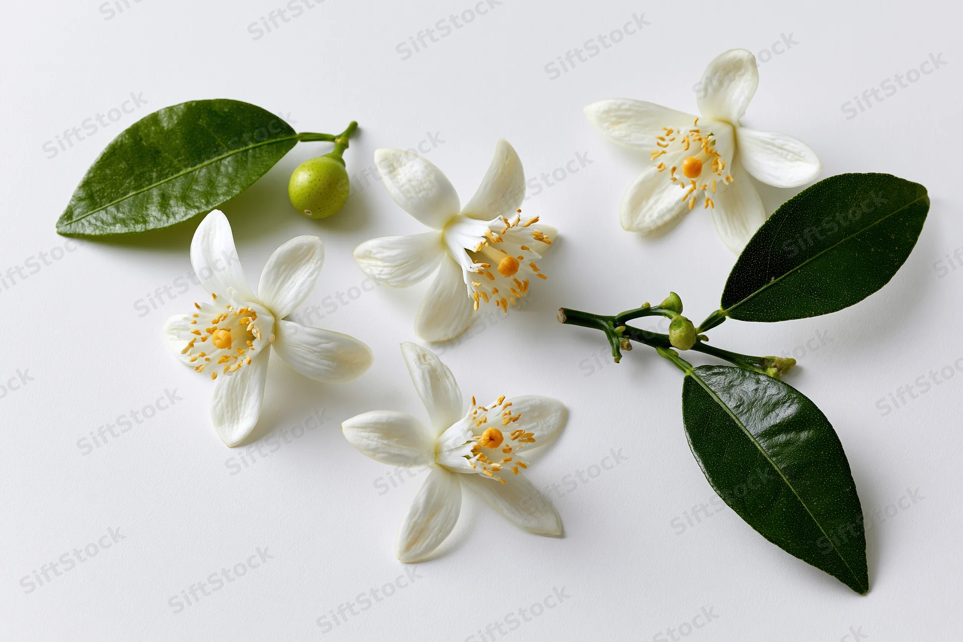 White citrus blossoms with green leaves and small fruit arranged on a white surface