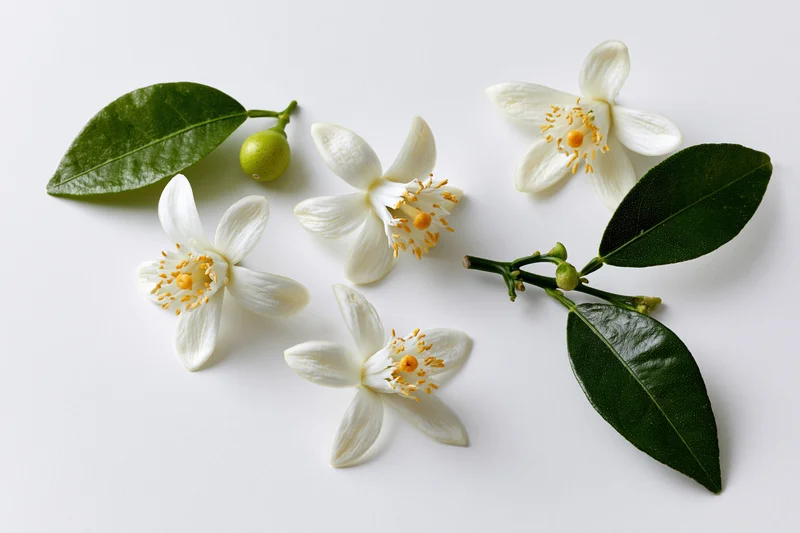White citrus blossoms with green leaves and small fruit arranged on a white surface