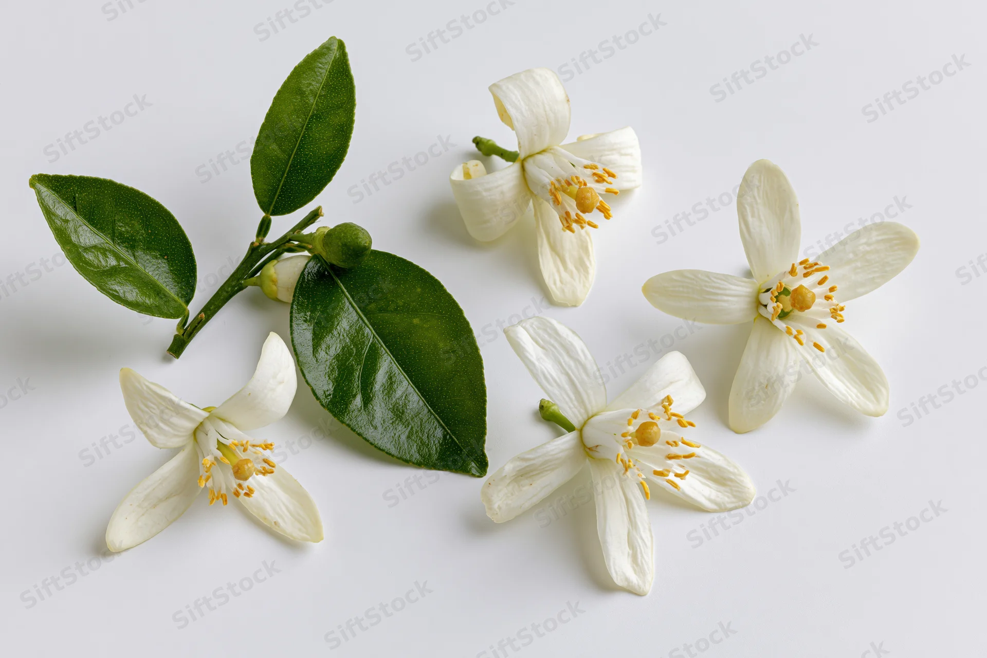 White citrus blossoms and green leaves arranged on a plain white surface