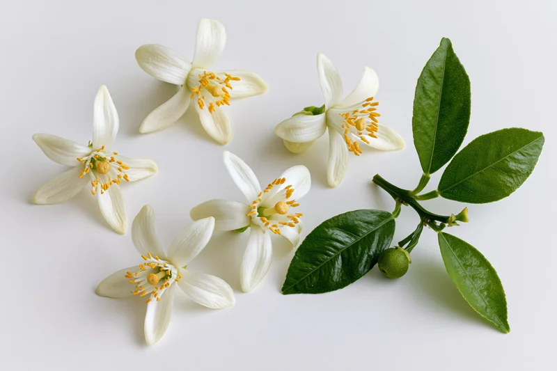White citrus blossoms and green leafy branch with small fruit arranged on white background