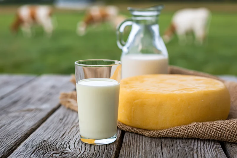Glass of milk and round cheese on wooden table with cows in pasture background