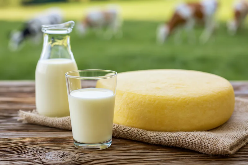 Glass of milk and round cheese on wooden table with cows in pasture background