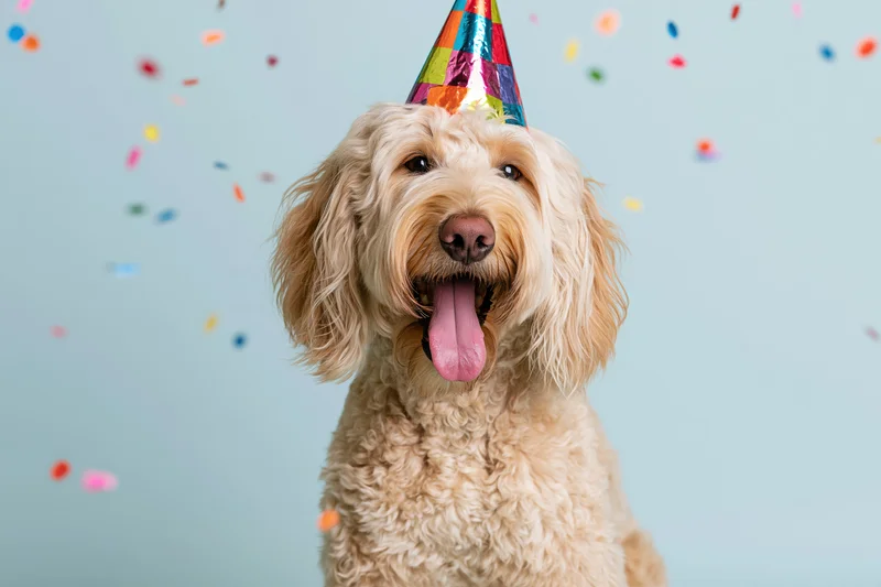 Golden doodle dog wearing colorful party hat with tongue out amidst falling confetti in studio setting