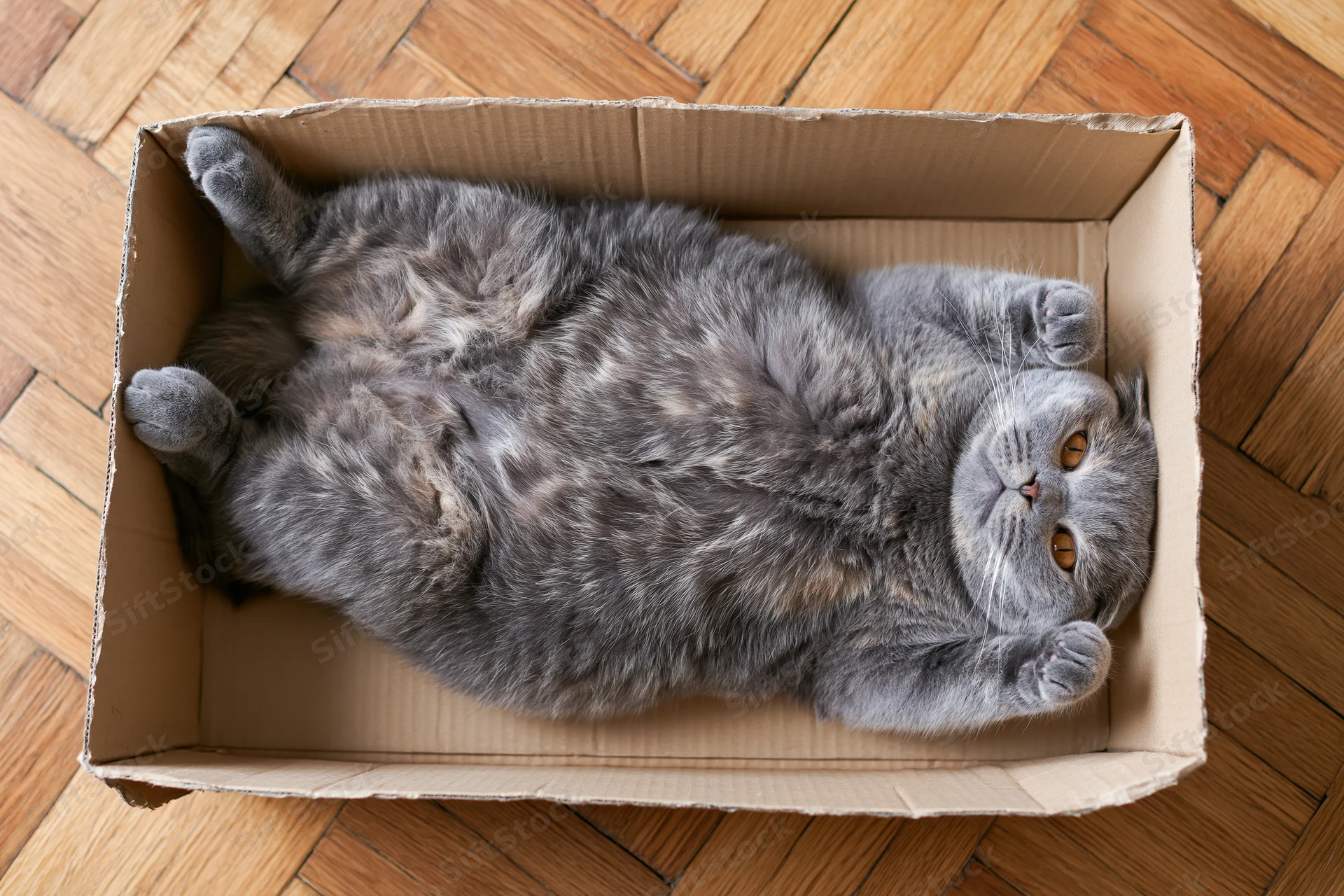 Grey scottish fold cat lying on its back inside a cardboard box on a wooden parquet floor