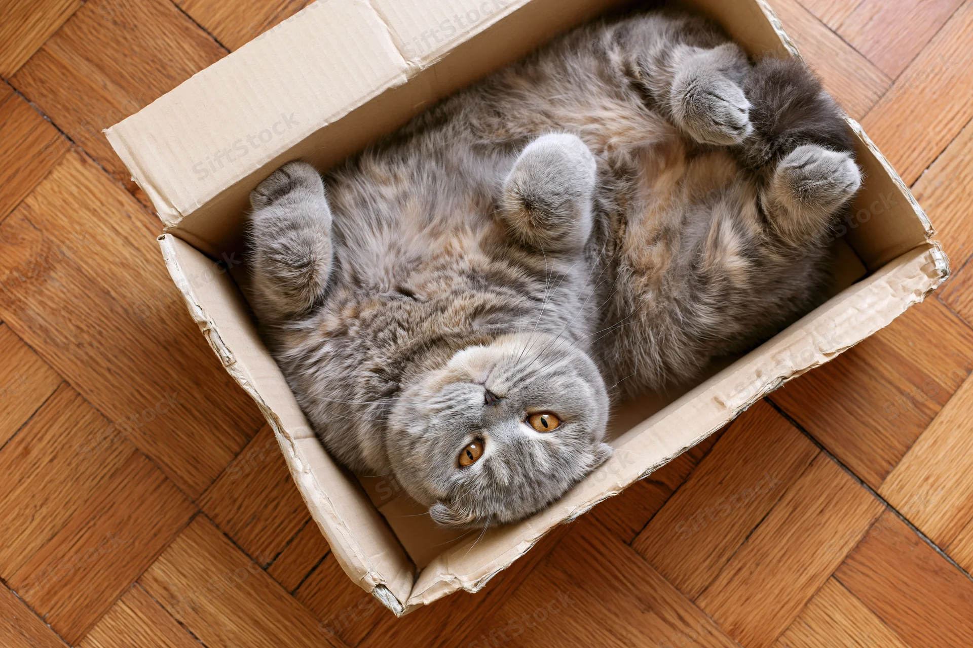 Grey scottish fold cat lying on its back inside a cardboard box on wooden parquet floor