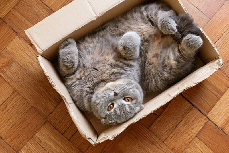 Grey scottish fold cat lying on its back inside a cardboard box on wooden parquet floor