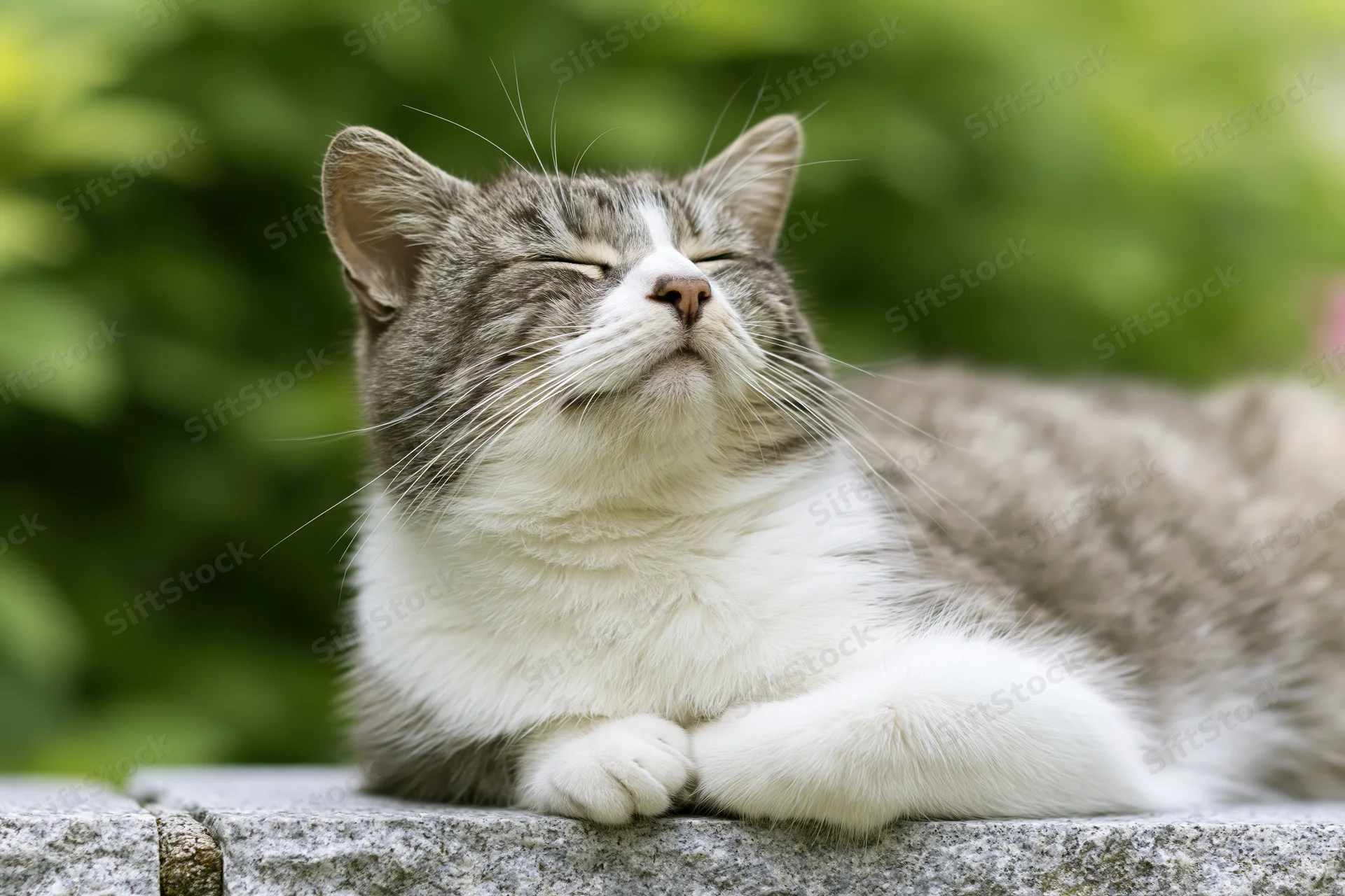 Gray and white domestic cat resting with eyes closed on a low stone ledge outdoors