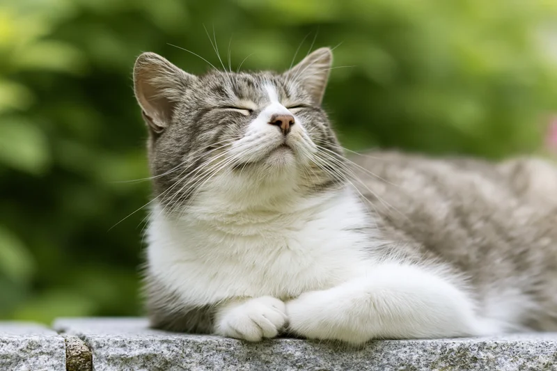 Gray and white domestic cat resting with eyes closed on a low stone ledge outdoors