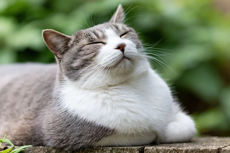 Grey and white domestic cat resting with eyes closed on a low stone ledge outdoors