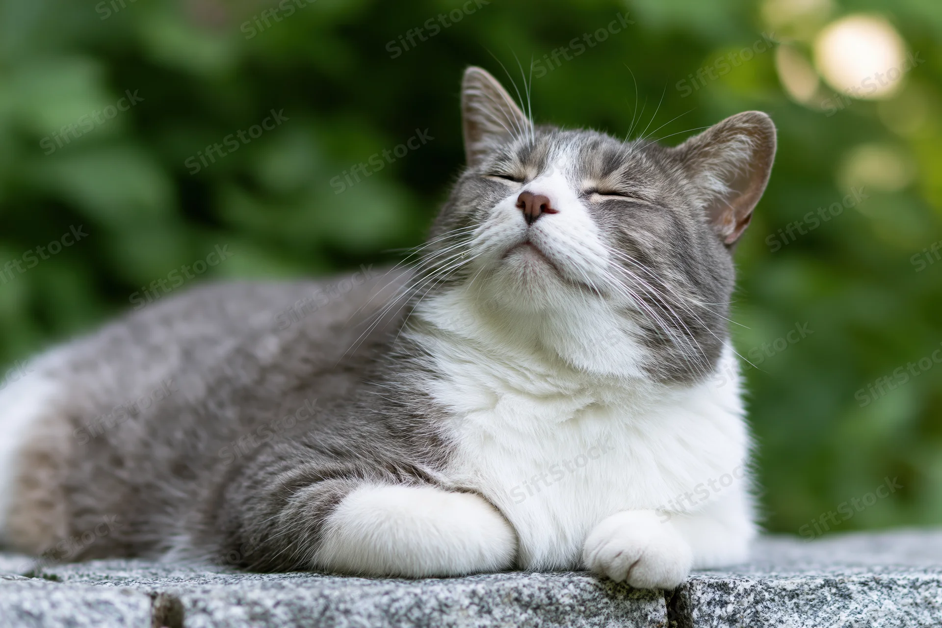 Gray and white domestic cat resting with eyes closed on a stone ledge outdoors