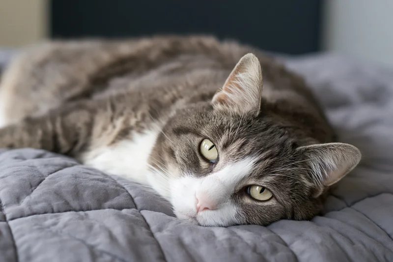 Grey and white tabby cat lying flat on a quilted grey blanket in a bedroom