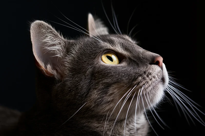 Grey tabby cat in profile gazing upward against black background