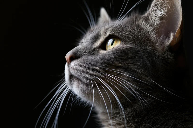 Grey tabby cat in profile gazing upward against black background