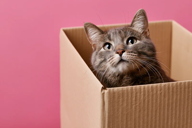 Grey tabby cat peeking from inside a cardboard box against pink background
