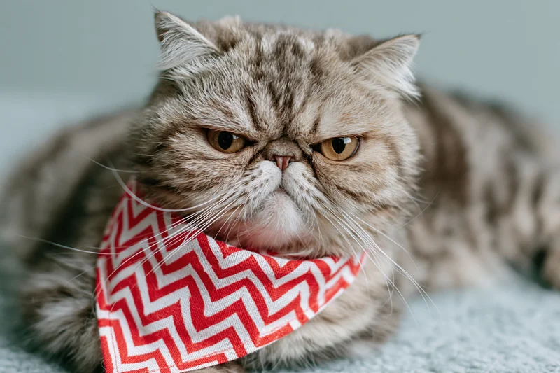 Grumpy-faced exotic shorthair cat lying down and staring directly at camera with red and white zigzag bandana on blue textured surface