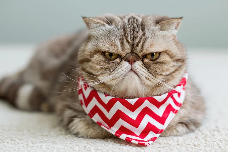 Grumpy-faced exotic shorthair cat lying on carpet wearing red and white chevron bandana