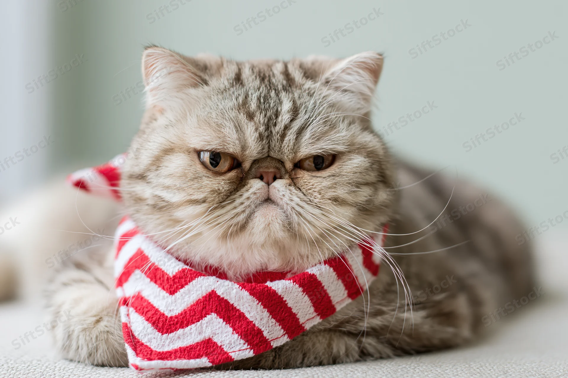 Grumpy-faced exotic shorthair cat lying down and staring directly at camera while wearing red and white chevron scarf indoors