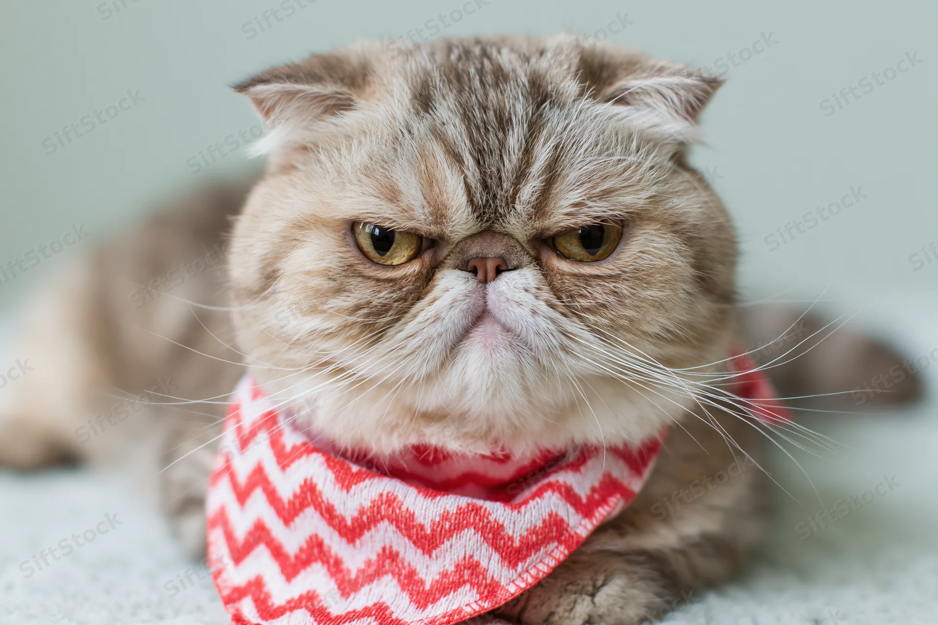 Grumpy-faced exotic shorthair cat lying down and staring directly at camera with red and white chevron bandana on soft surface