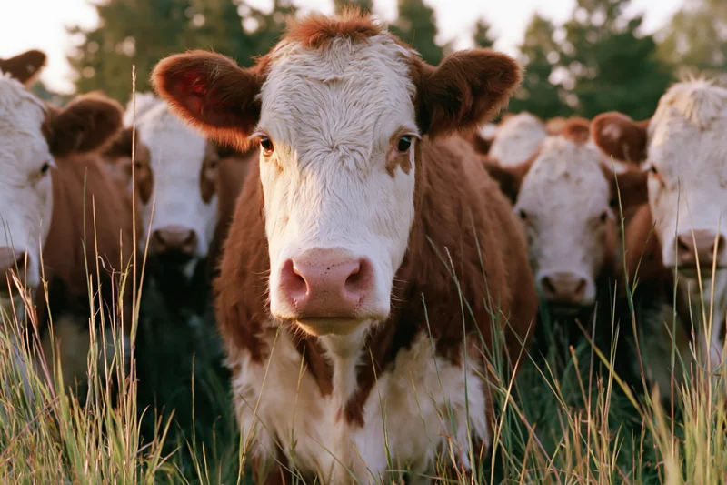 Hereford cow facing camera in a grassy pasture surrounded by other cattle
