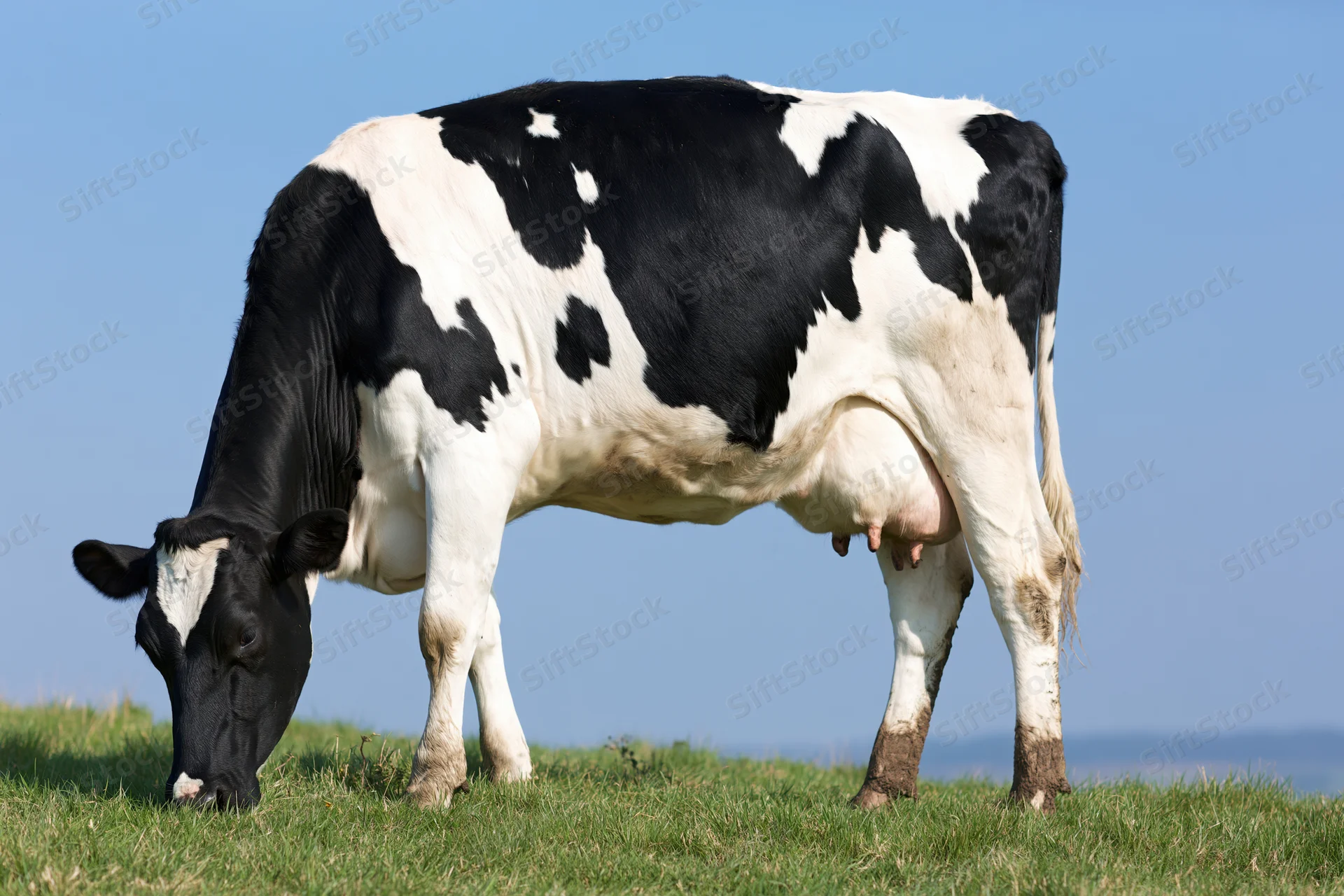 Holstein cow grazing on green pasture under clear blue sky