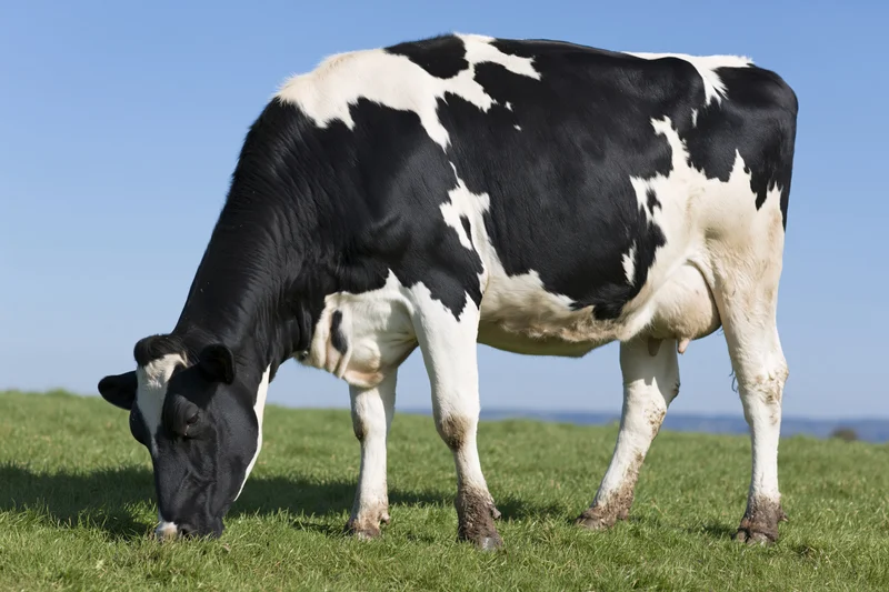 Holstein cow grazing on green pasture under clear blue sky