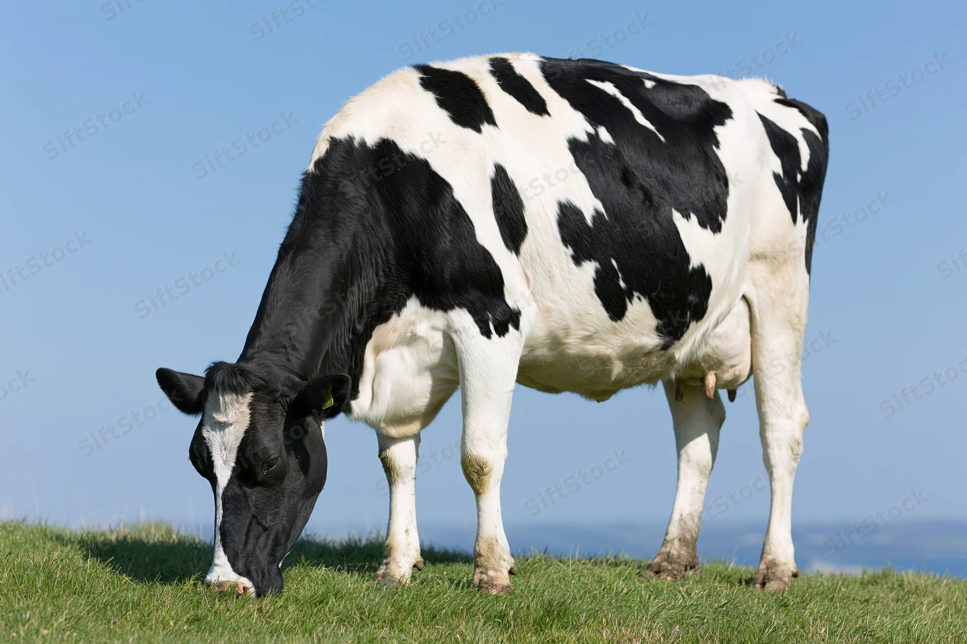 Holstein cow grazing head-down on short green pasture under clear blue sky