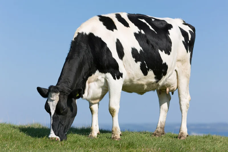 Holstein cow grazing head-down on short green pasture under clear blue sky