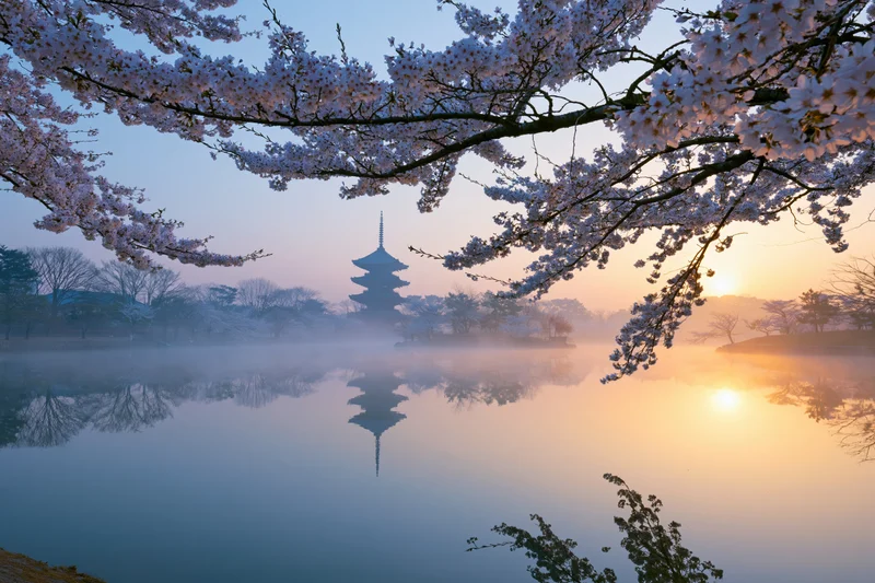 Cherry blossom branches framing a five-story pagoda reflected in a misty lake at sunrise