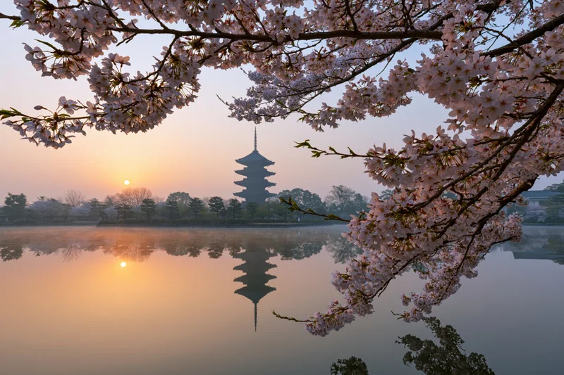 Cherry blossoms framing a five-story pagoda silhouetted at sunrise over a calm lake with reflection