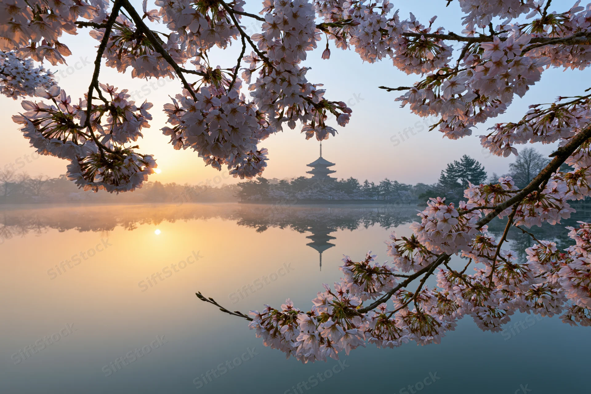 Cherry blossoms framing a pagoda reflected in a misty lake at sunrise