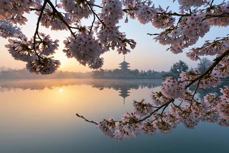 Cherry blossoms framing a pagoda reflected in a misty lake at sunrise