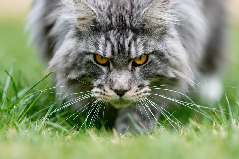 Grey tabby maine coon cat stalking forward through green grass with intense focused gaze