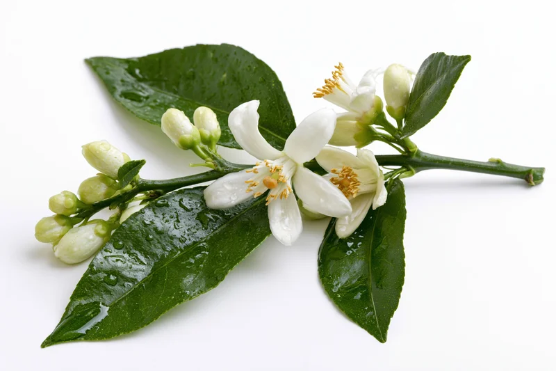Orange blossom sprig with open white flowers and closed buds on green leaves, isolated on white background
