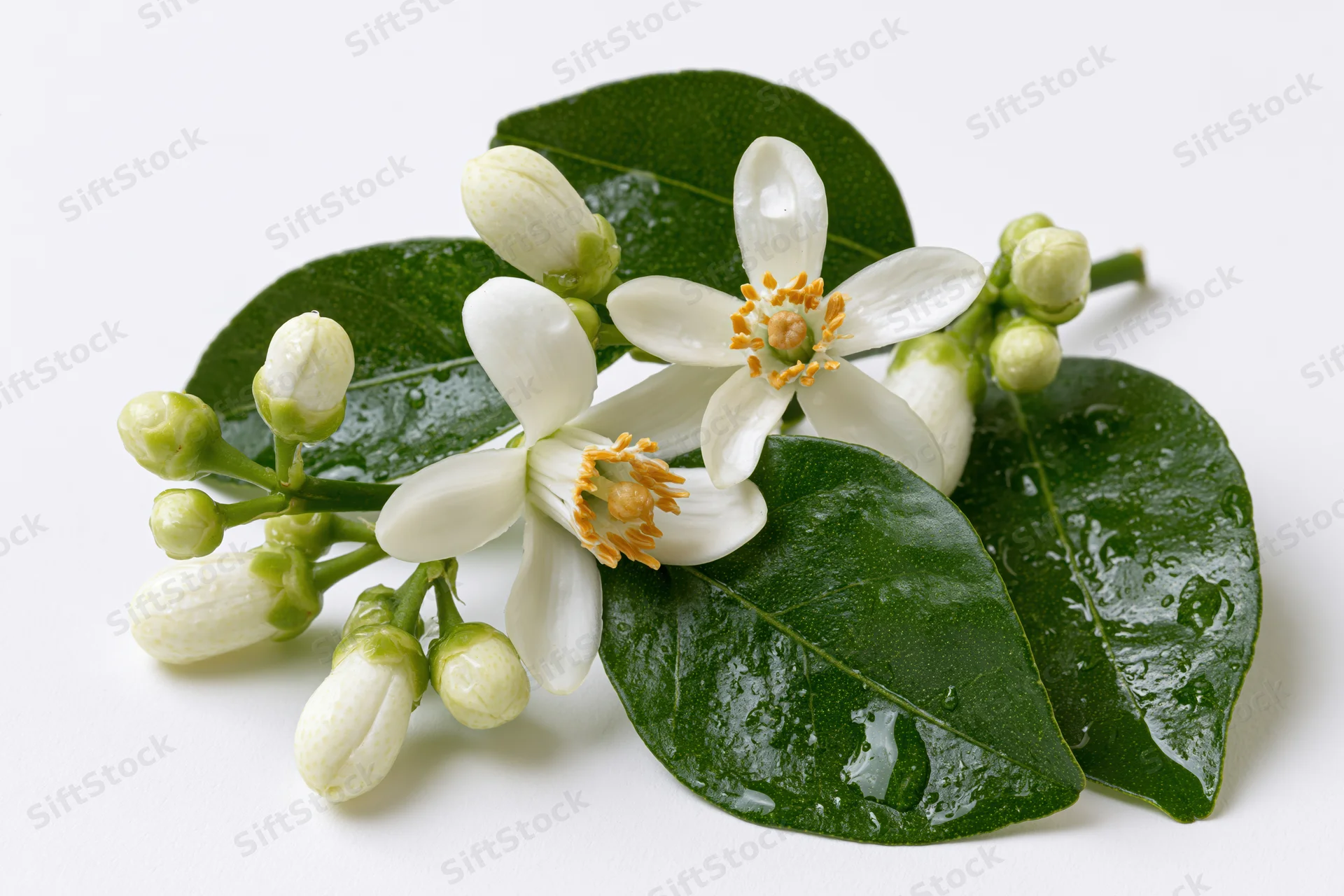 Orange blossom sprig with open white flowers and closed buds on green leaves, isolated on white background