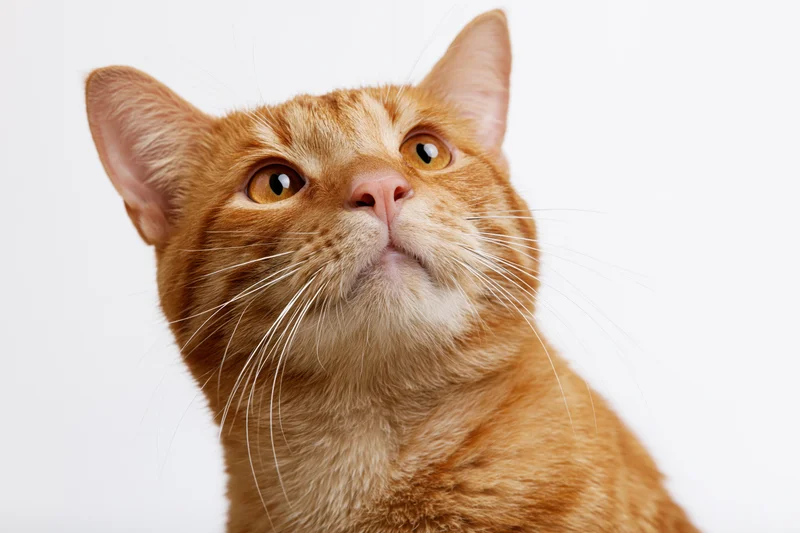 Orange tabby cat looking upward with alert amber eyes in studio closeup